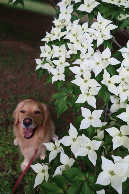 ファイル 8016-1.jpg