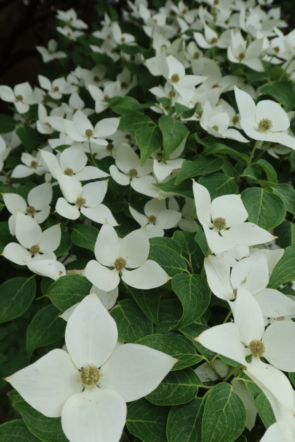 ファイル 8016-4.jpg