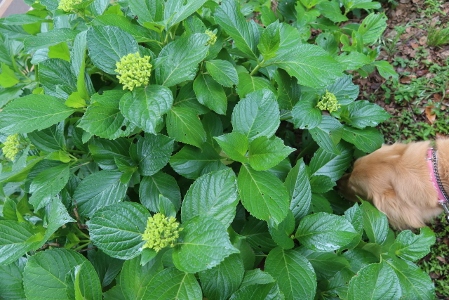 ファイル 8018-5.jpg