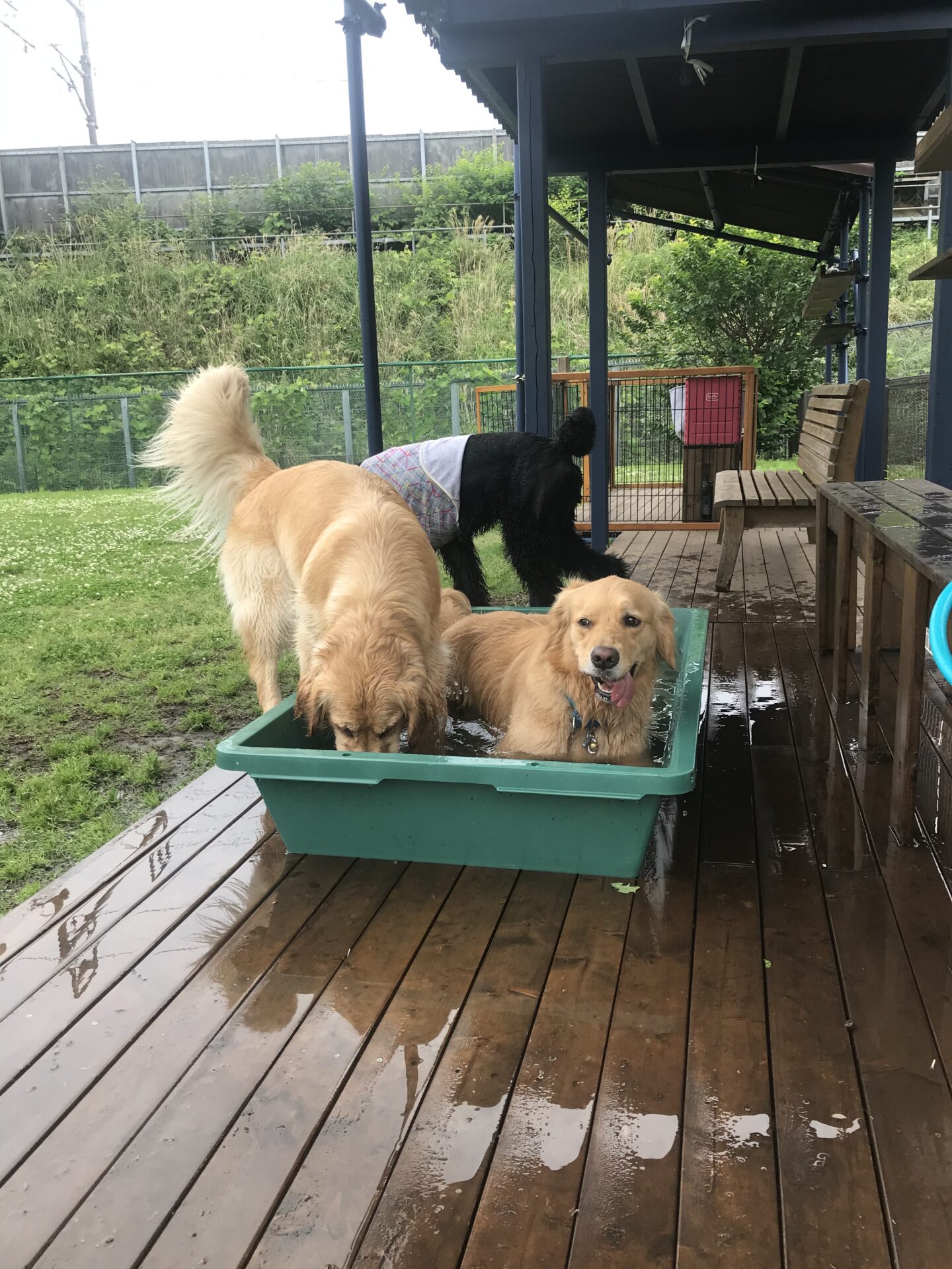 ファイル 8022-3.jpeg