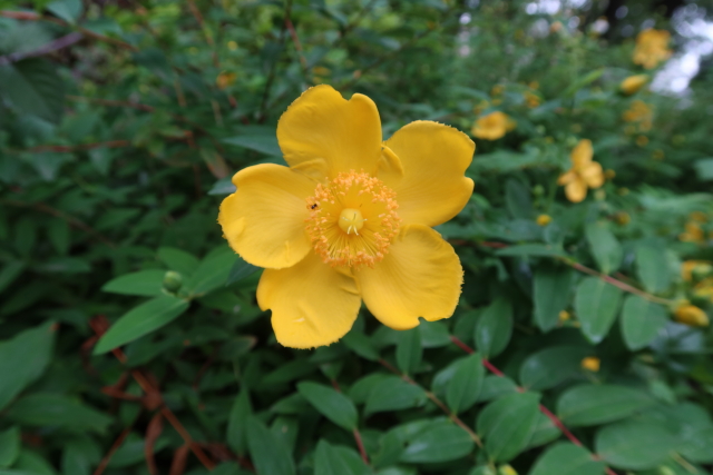 ファイル 8023-1.jpg