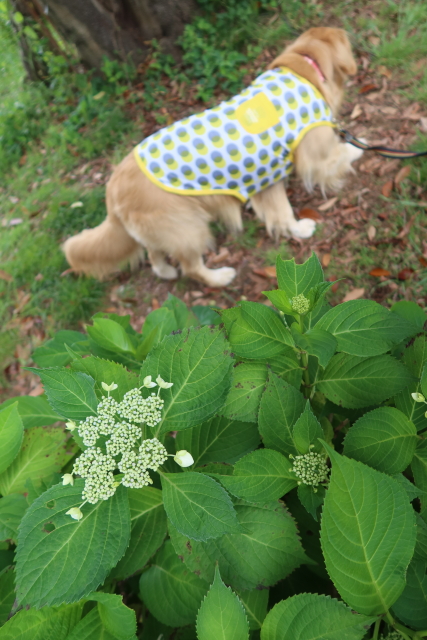 ファイル 8027-3.jpg