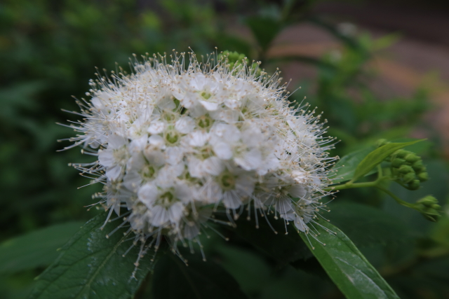 ファイル 8027-5.jpg