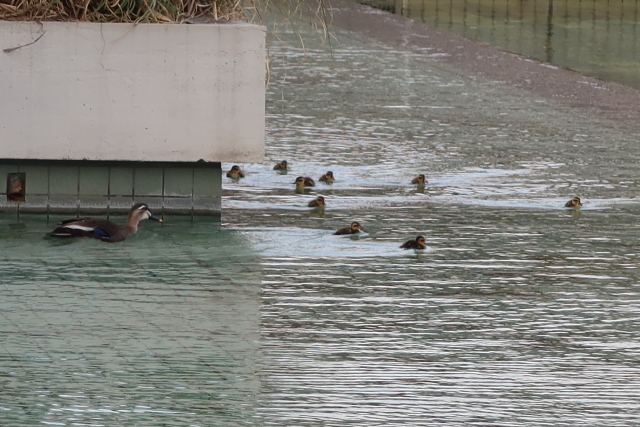 ファイル 8028-3.jpg