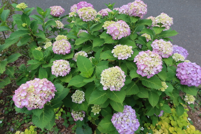 ファイル 8031-2.jpg