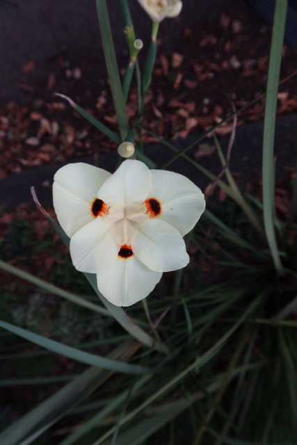 ファイル 8031-4.jpg