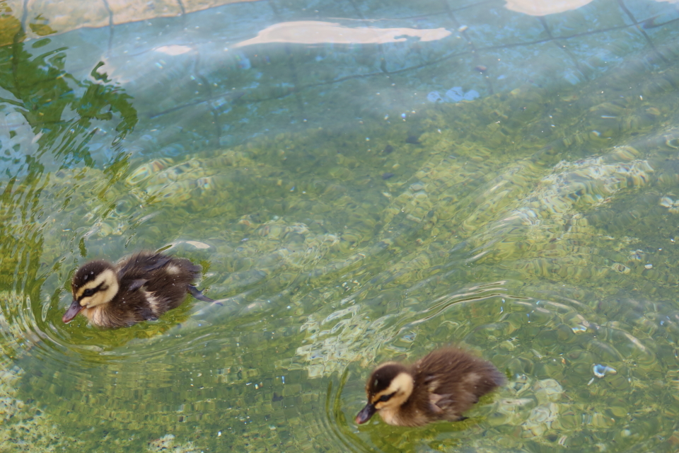 ファイル 8032-4.jpg