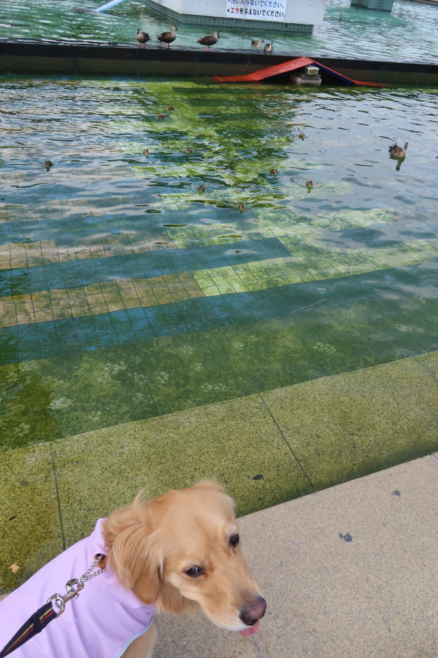 ファイル 8033-1.jpg