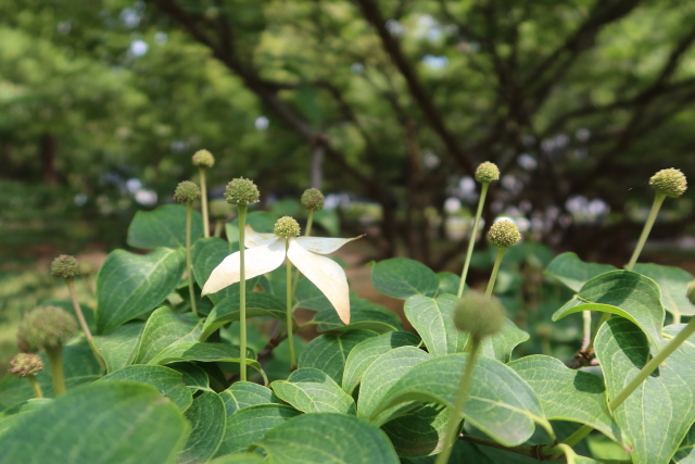 ファイル 8035-5.jpg