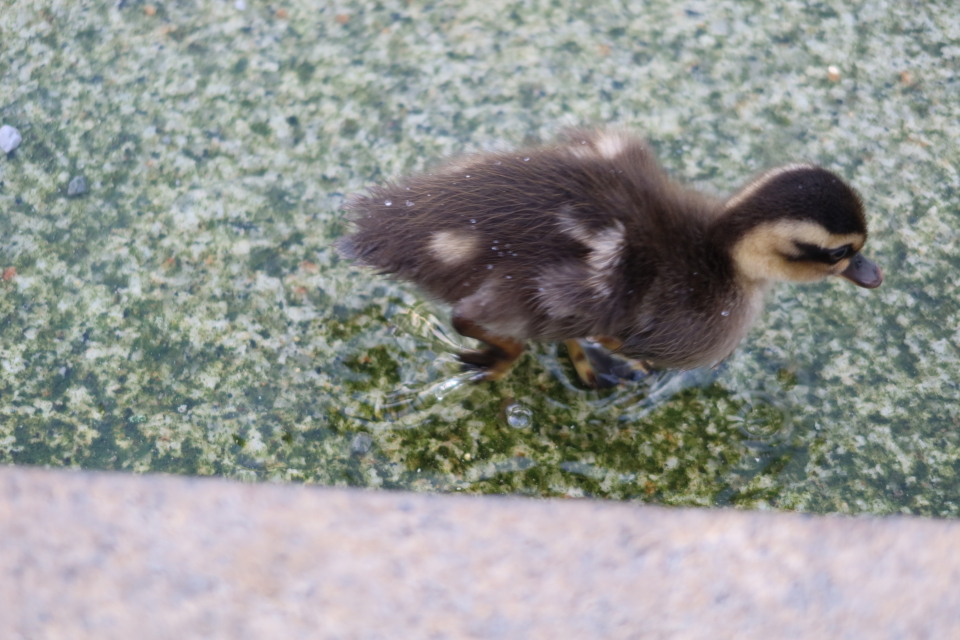 ファイル 8036-2.jpg