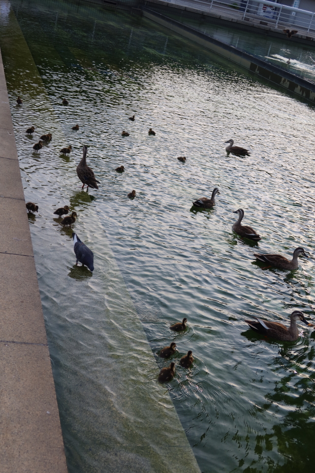 ファイル 8036-3.jpg