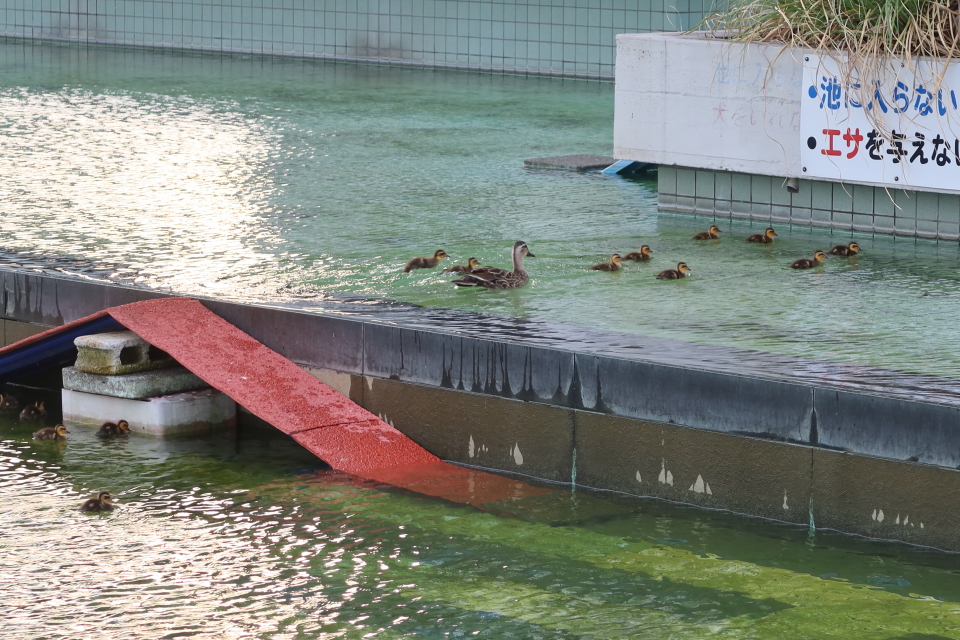 ファイル 8036-4.jpg