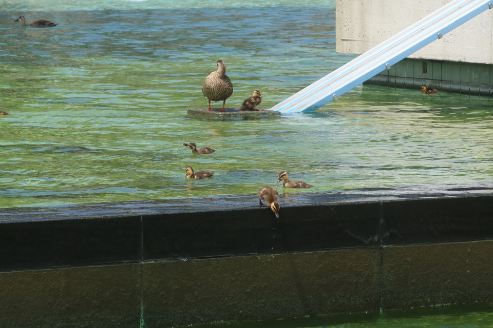 ファイル 8042-3.jpg