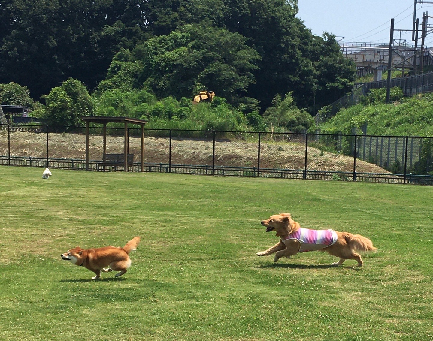 ファイル 8045-2.jpeg