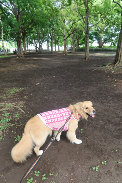 ファイル 8055-5.jpg