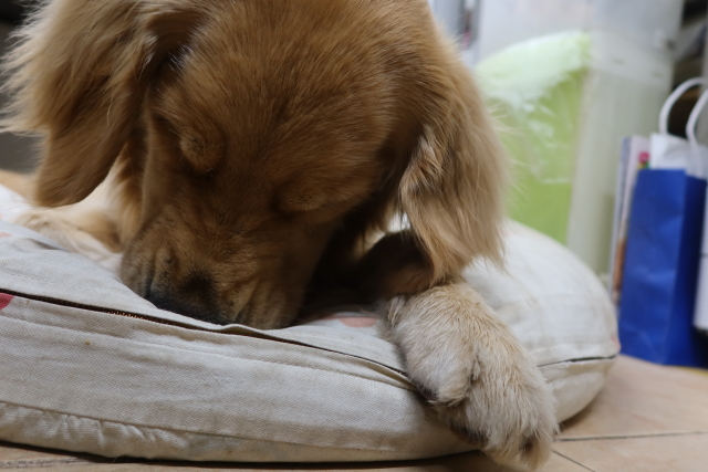 ファイル 8060-1.jpg