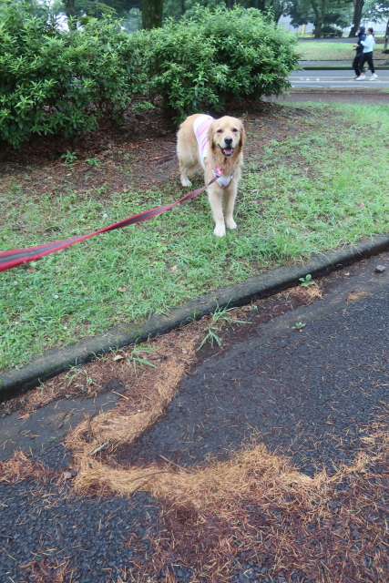 ファイル 8064-4.jpg