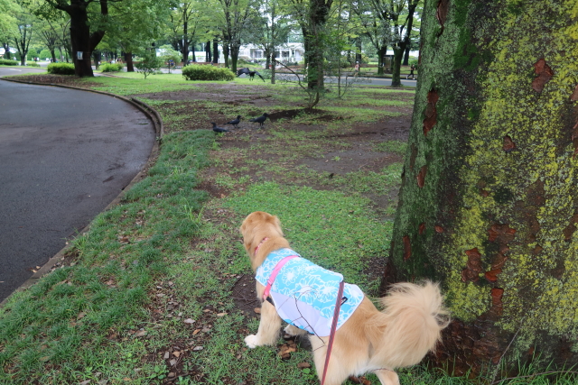 ファイル 8066-1.jpg