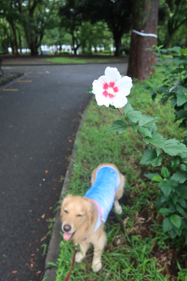 ファイル 8073-1.jpg