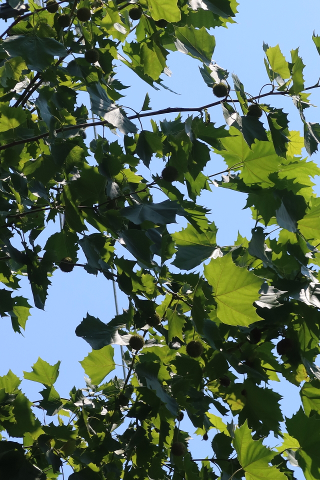 ファイル 8077-3.jpg