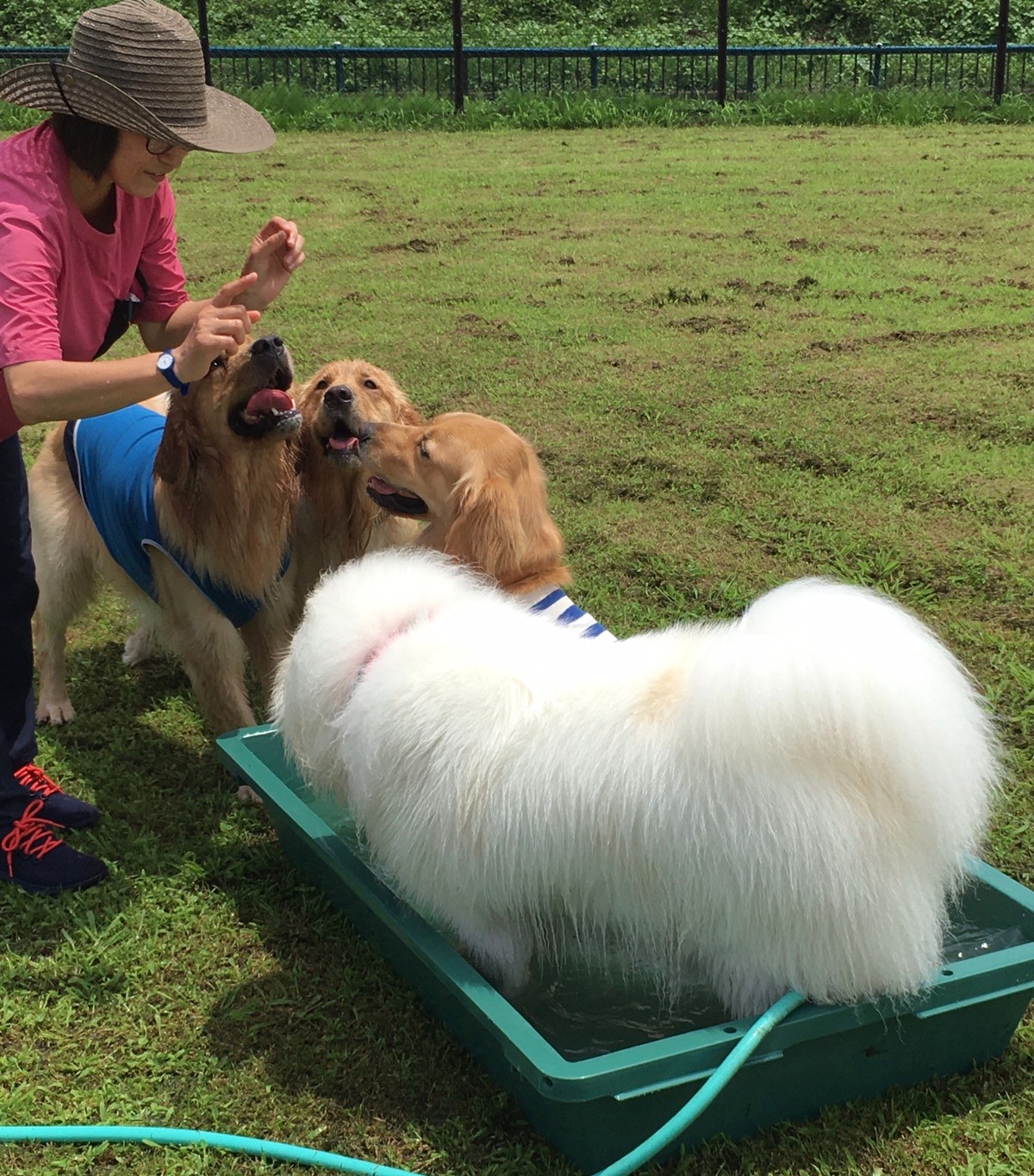 ファイル 8080-1.jpeg