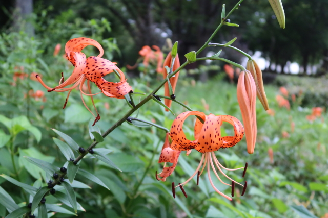 ファイル 8082-4.jpg