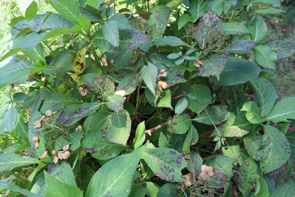 ファイル 8084-2.jpg