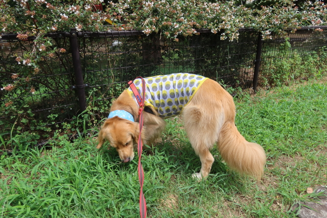 ファイル 8098-4.jpg