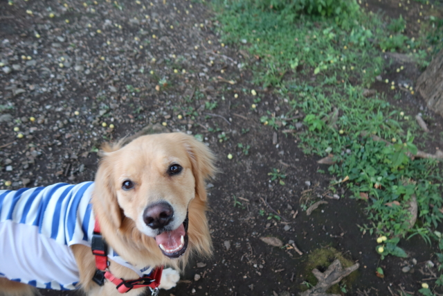 ファイル 8107-2.jpg