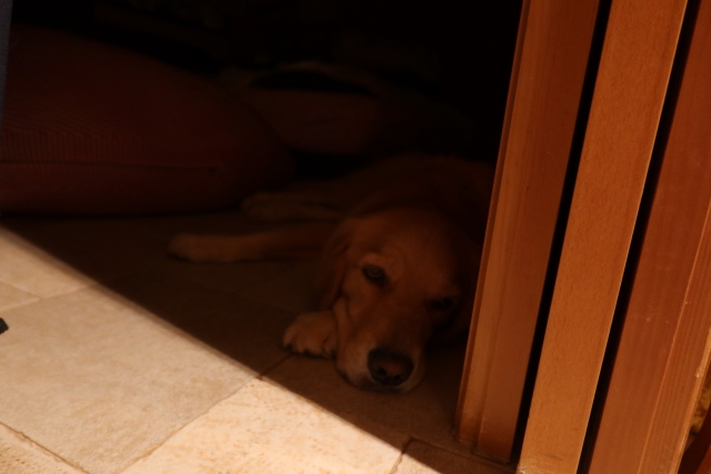 ファイル 8115-5.jpg