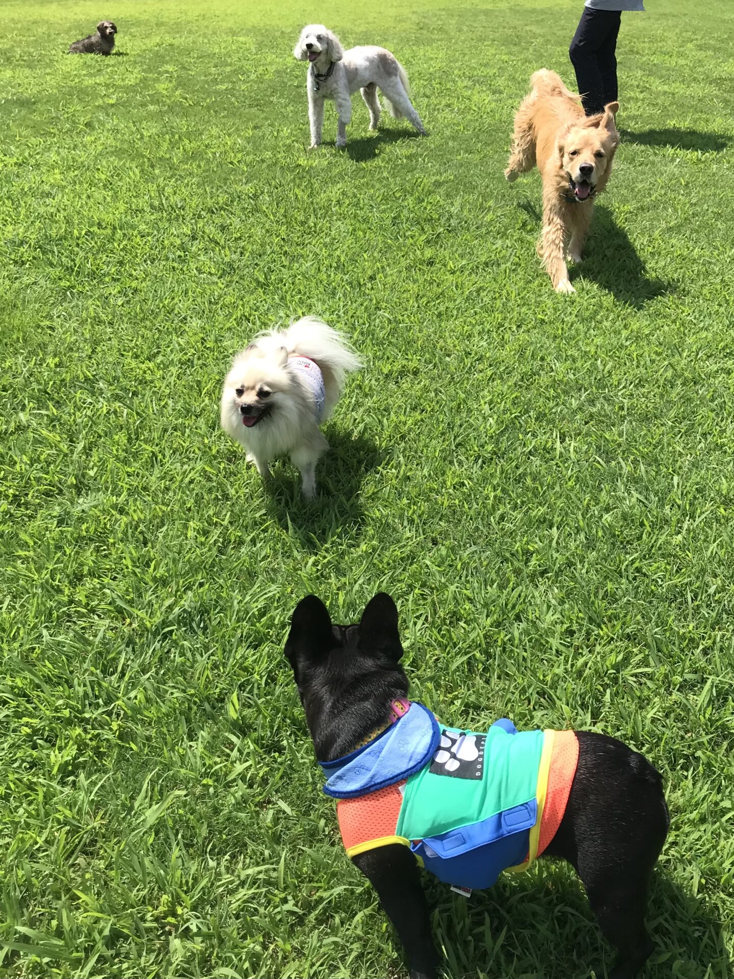 ファイル 8116-1.jpeg