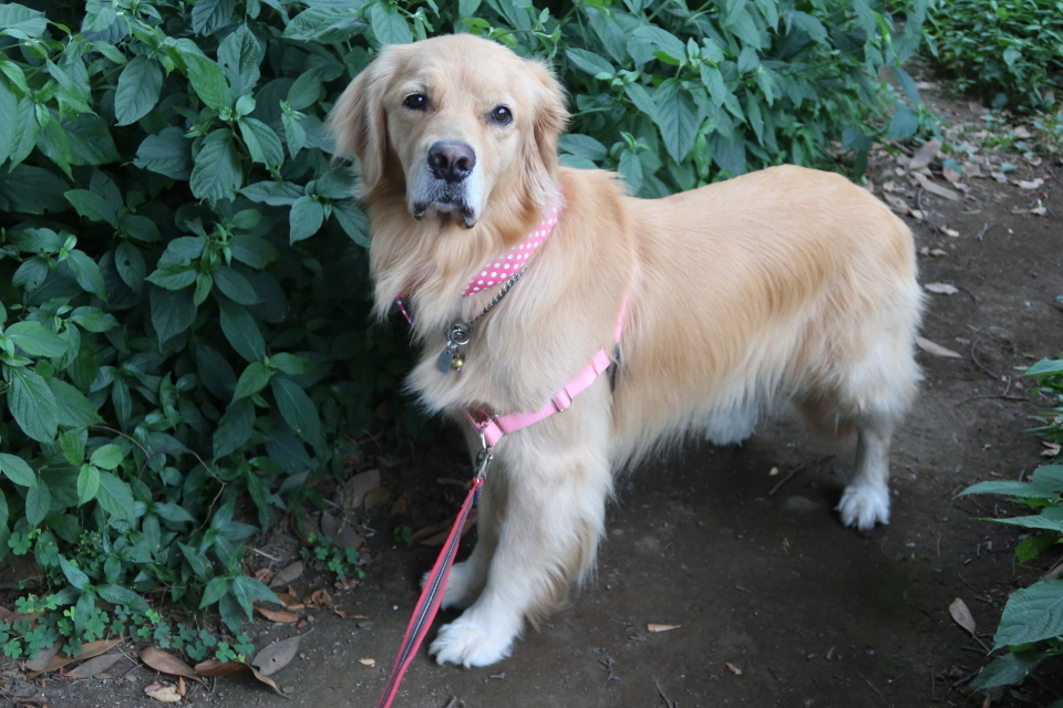 ファイル 8117-1.jpg