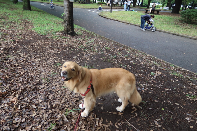 ファイル 8124-2.jpg