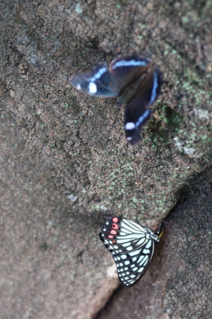 ファイル 8130-4.jpg