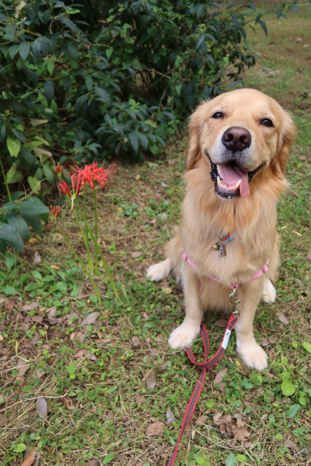 ファイル 8133-1.jpg