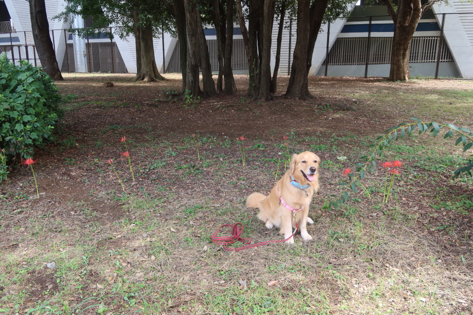 ファイル 8133-2.jpg