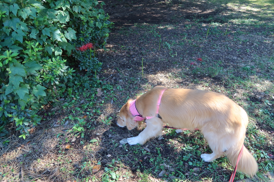 ファイル 8138-5.jpg