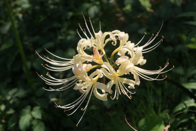 ファイル 8140-4.jpg