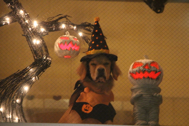 ファイル 8151-2.jpg