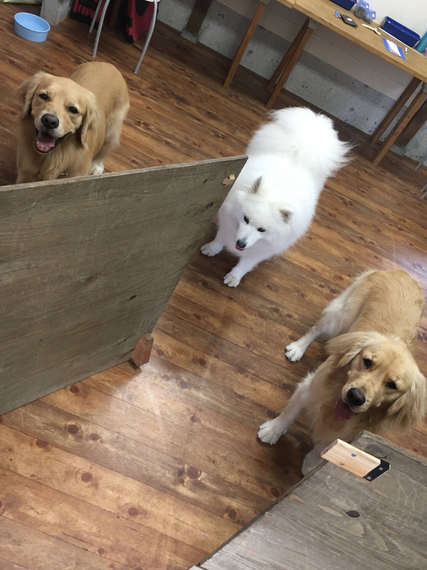 ファイル 8152-5.jpeg