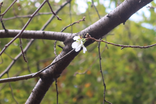 ファイル 8155-3.jpg