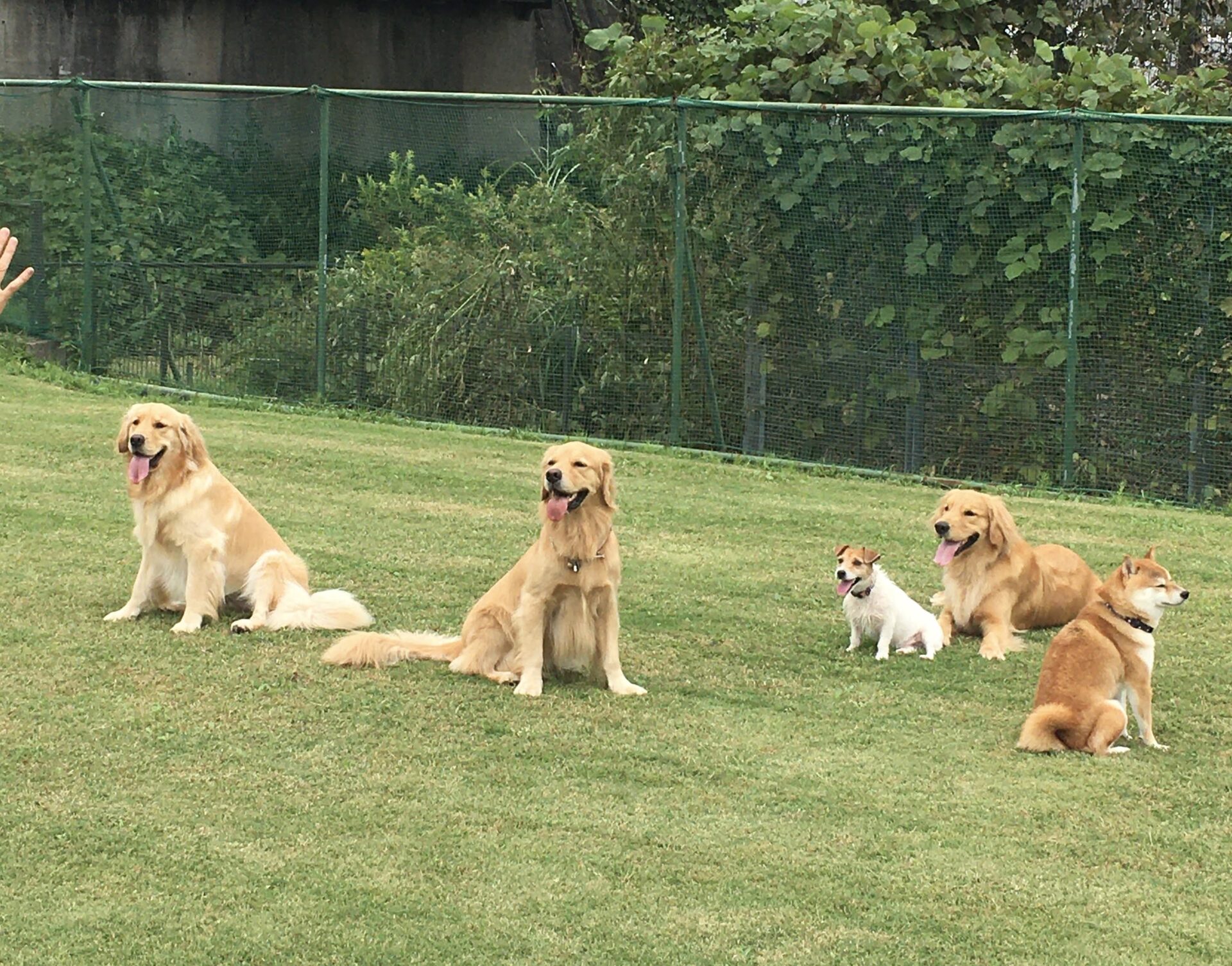 ファイル 8157-1.jpeg