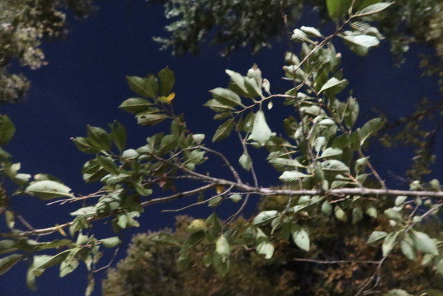 ファイル 8158-4.jpg