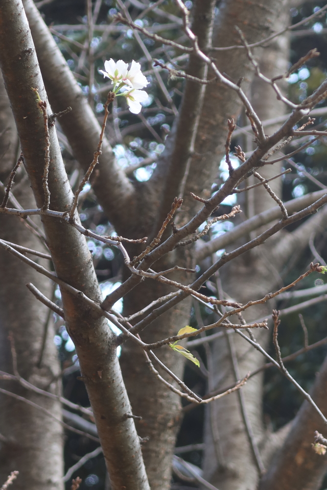 ファイル 8161-3.jpg