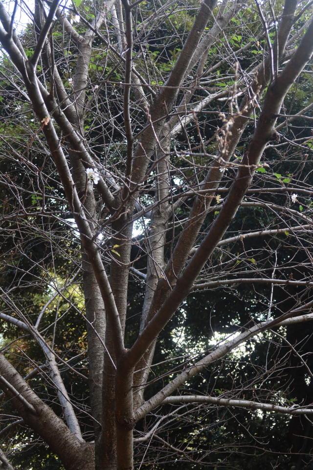 ファイル 8161-4.jpg