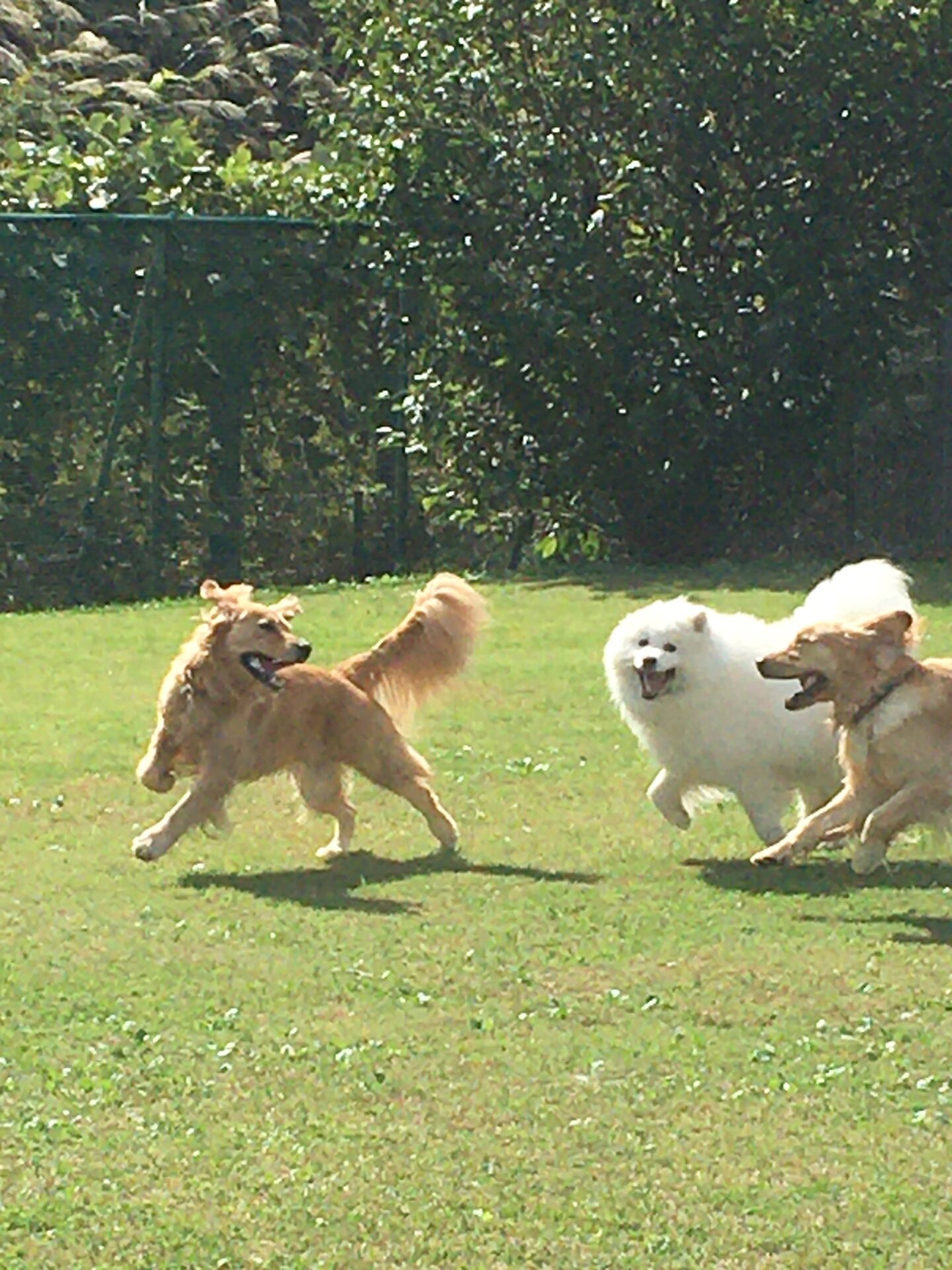 ファイル 8165-1.jpeg