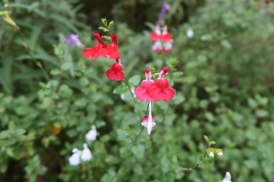 ファイル 8169-1.jpg