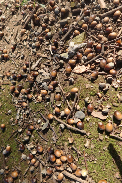 ファイル 8187-3.jpg