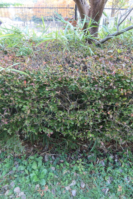 ファイル 8189-1.jpg