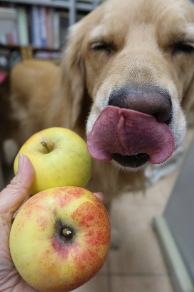 ファイル 8203-4.jpg